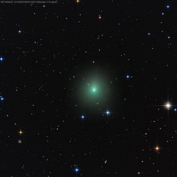 File:Ligustri 46P 181031 FB.jpg