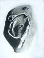 Miniatura della versione delle 21:13, 28 feb 2012